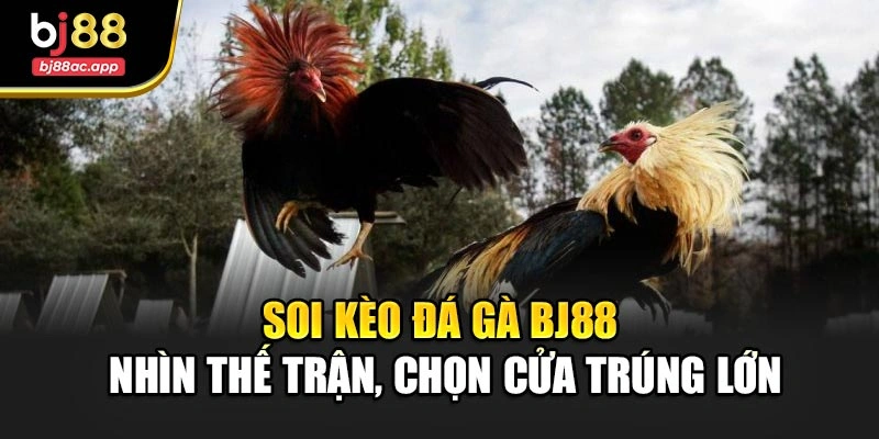 Soi Kèo Đá Gà Bj88 – Nhìn Thế Trận, Chọn Cửa Trúng Lớn